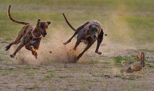 格力犬多少錢能買到？格力犬如何餵養？