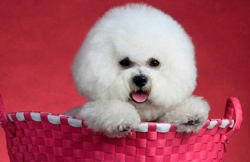 萌寵愛玩具比熊犬喜歡玩什麼玩具