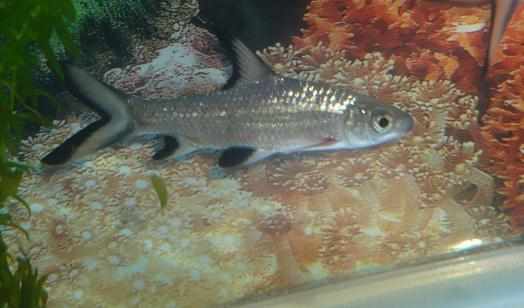 銀鯊怎麼養？銀鯊飼養需要注意什麼？