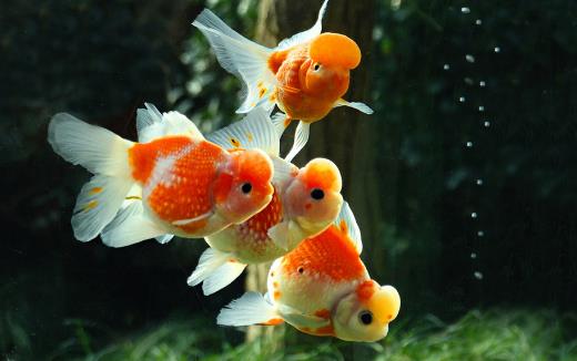 不同的觀賞魚有不同的意義觀賞魚飼養方法