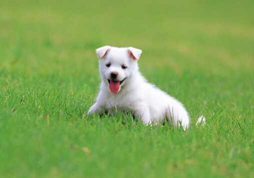 小狗翻腸子怎麼回事？小狗翻腸子怎麼辦？