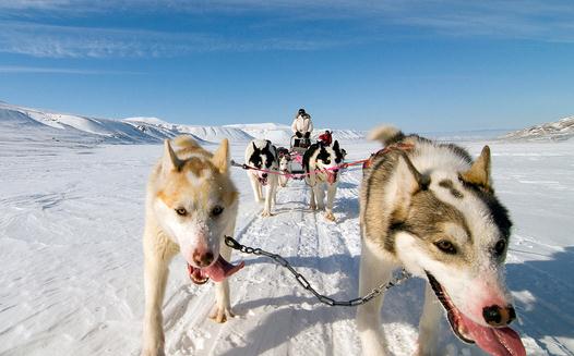 羅威納犬多少錢一隻？羅威納犬如何餵養？