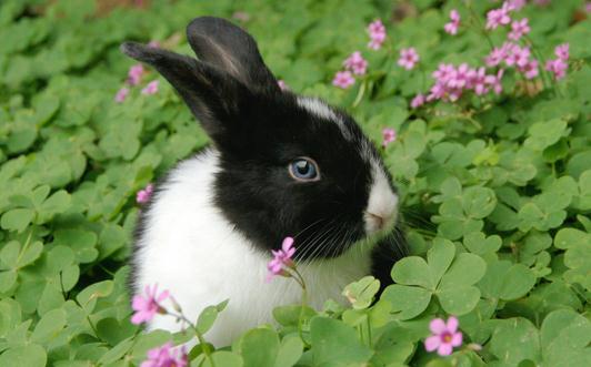 荷蘭兔的餵食要點-荷蘭兔怎麼餵養？