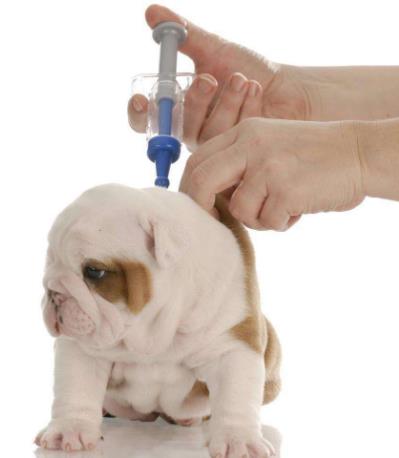 狗狗不配合打針怎麼辦給狗狗打針吃藥的方法