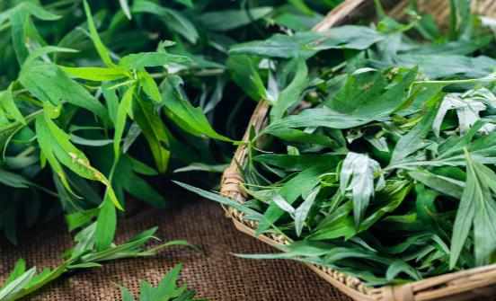 看艾葉灰的神奇功效正確使用有消炎、殺菌的作用