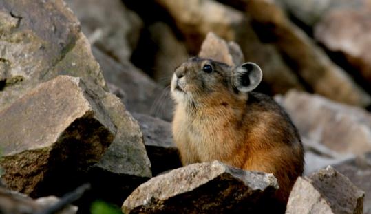 鼠兔如何繁殖後代？