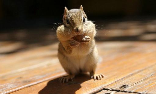 金花鼠怎麼養？金花鼠的餵養要點