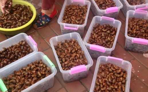 享用美味金蟬的同時避免破壞生態環境的建議