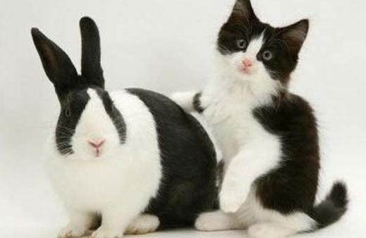 熊貓兔能喝水嗎？猫熊兔兔籠要多大？