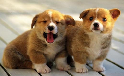 柯基犬如何餵養？柯基犬怎樣訓練？