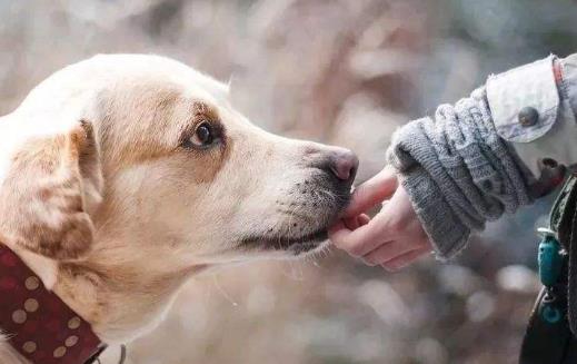 狗狗亂咬鞋子原來是好奇心在作怪