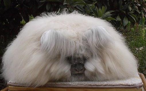 巨型安哥拉兔怎麼養？巨型安哥拉兔餵食