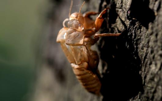 享用美味金蟬的同時避免破壞生態環境的建議