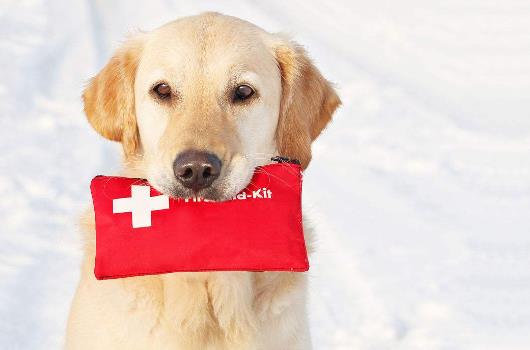 關於愛狗的日常急救常識
