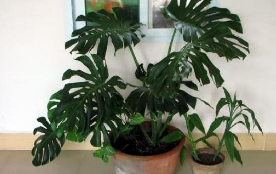 龜背竹如何養護?龜背竹是什麼?