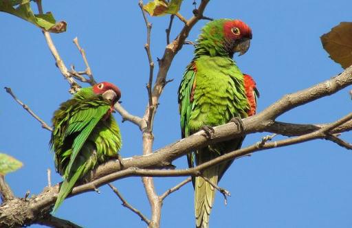 紅面具錐尾鸚鵡的飼養方法紅面具錐尾鸚鵡的價格