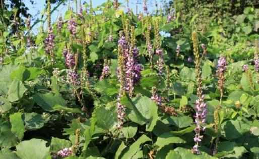 驢友們一定要認識的六種救命草