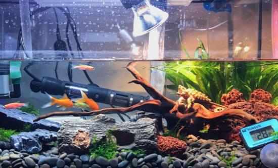 家中放魚缸有利於身體健康給養魚新手的一些建議