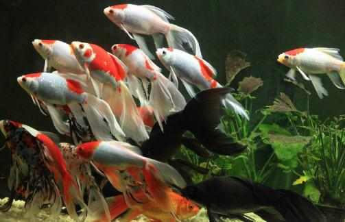 丹頂錦鯉的飼養環境要怎樣才好？