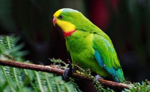 超級鸚鵡如何繁殖？超級鸚鵡的飼養方法