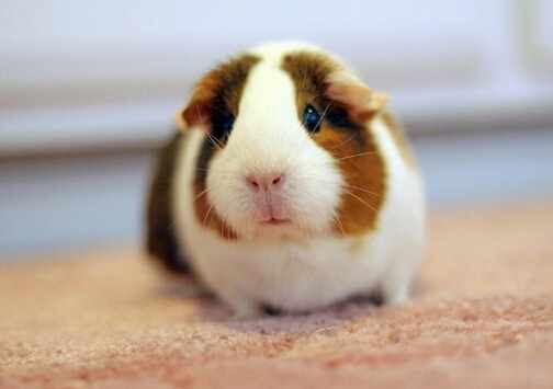 荷蘭豬怎麼養？荷蘭豬的養殖方法