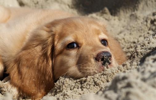 女生適合養的寵物狗推薦幾個適合女性飼養的寵物狗