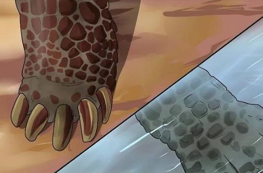 烏龜還有這樣幾個冷知識，你聽說過嗎