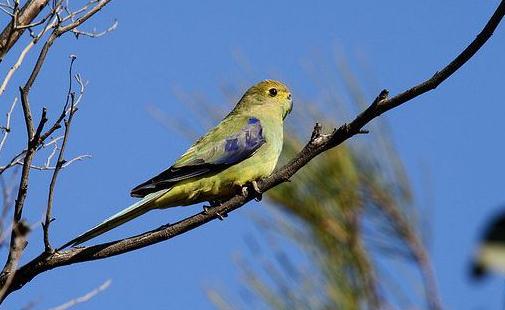 藍翅金剛鸚鵡的簡介藍翅金剛鸚鵡的產地