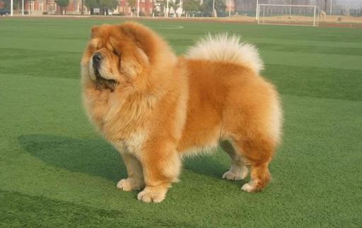 松獅應該怎麼餵養？松獅多少錢一隻？