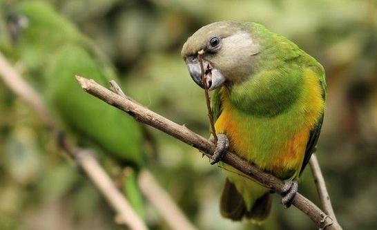 塞內加爾鸚鵡的簡介塞內加爾鸚鵡的外形特徵