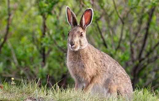 比利時兔的價格-比利時兔怎麼養？