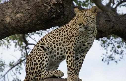 豹子的家族成員：原來豹子還分這麼多類型