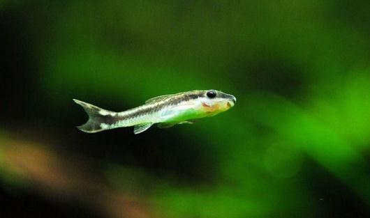 小精靈魚怎麼養？小精靈魚的飼養管道