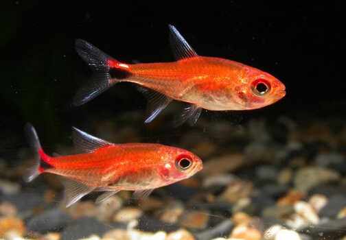 燈魚的品種介紹-燈魚的魚缸擺放位置