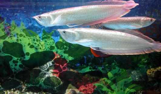 銀龍魚怎麼樣？銀龍魚有哪些品種？