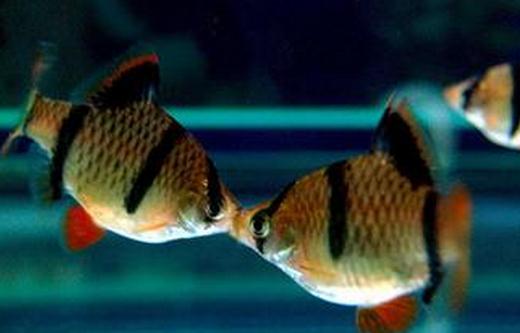 虎皮魚的品種介紹-養虎皮魚好嗎？