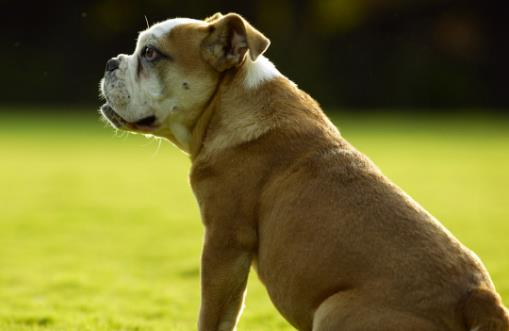 狗狗嘔吐狗狗嘔吐腹瀉治療方法