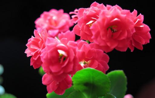 長壽花是什麼?長壽花對家居環境的影響