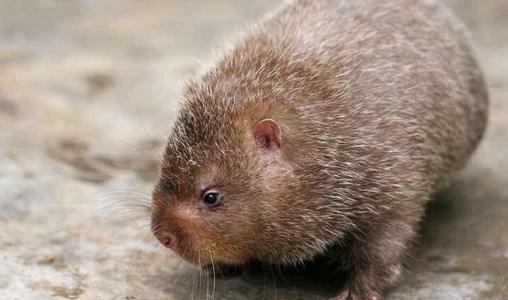 芒鼠的簡介-芒鼠的價值