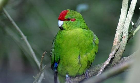 紅額鸚鵡的產地紅額鸚鵡的簡介