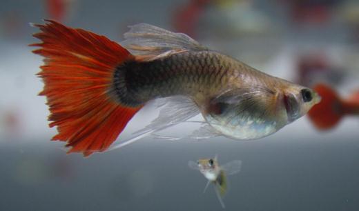 紅尾禮服孔雀魚怎麼養?紅尾禮服孔雀魚飼養環境