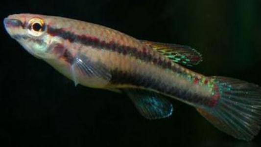 二線琴尾鱂的簡介-二線琴尾鱂的特徵