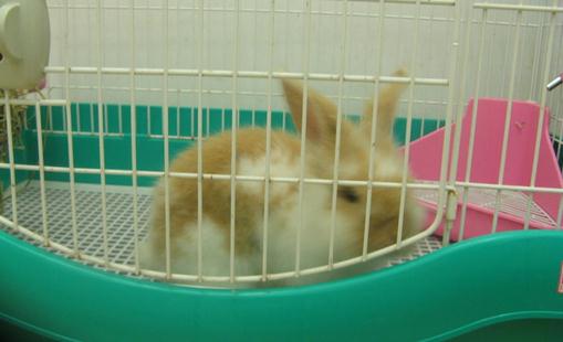 銀狐兔的簡介銀狐兔是怎樣的？