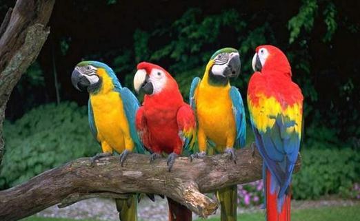 藍頭金剛鸚鵡的簡介藍頭金剛鸚鵡產地