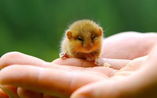 花枝鼠怎麼養？怎麼給花枝鼠洗澡？