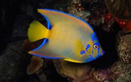 皇后燈怎麼養？皇后燈魚的常見病有哪些？