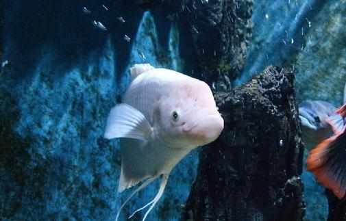 招財魚的簡介-招財魚的體型特徵