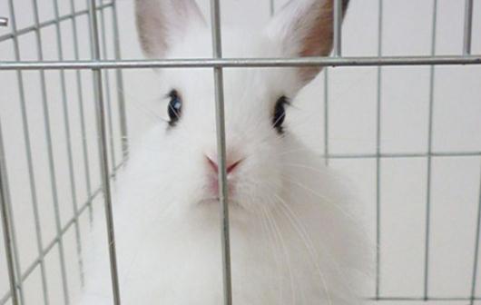 西施兔是怎樣的？西施兔的簡介