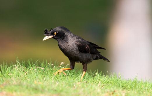 寄生蟲導致八哥換羽毛怎麼辦？
