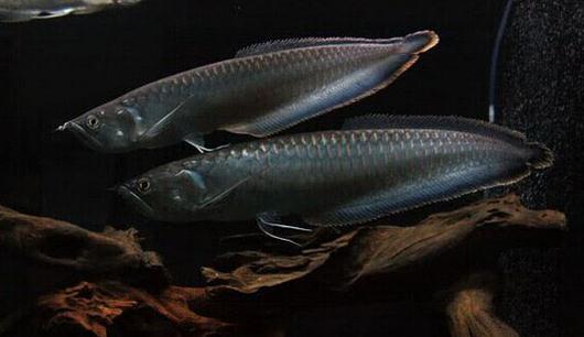 黑帶的簡介-黑帶怎麼養？